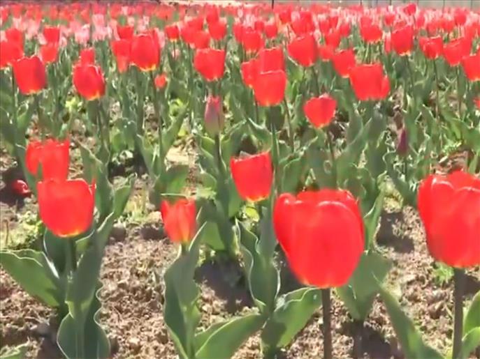 Fresh snowfall and Tulip Garden developments boost Kashmir''s tourism